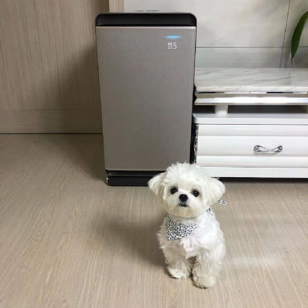  mini Maltese Toy cuccioli maschio e femmina