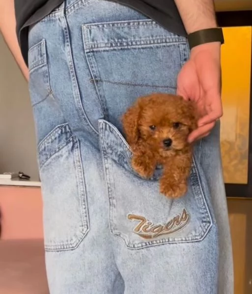  Barboncino Toy cuccioli maschio e femmina