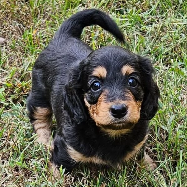 Bassotto nana cuccioli maschio e femmina