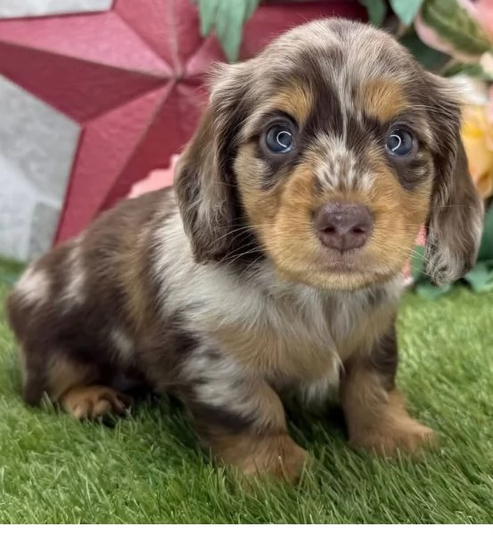Bassotto nana cuccioli maschio e femmina | Foto 1