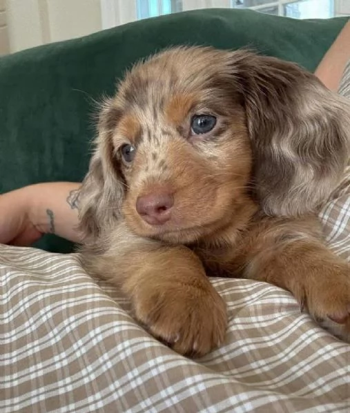 Bassotto nana cuccioli maschio e femmina | Foto 0