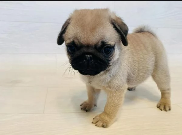  Carlino Pug cuccioli maschio e femmina