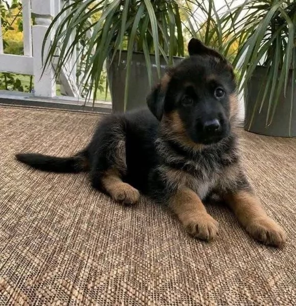 Pastor tedesco cuccioli maschio e femmina | Foto 0
