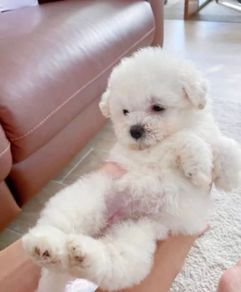 Bichon  fries cuccioli maschio e femmina