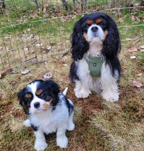Cavalier King Charles cuccioli maschio e femmina