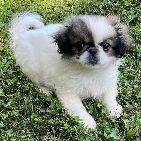  pechinese  cuccioli maschio e femmina | Foto 0