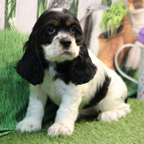 Australian cockercuccioli maschio e femmina | Foto 0