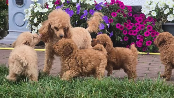 Cuccioli di barboncino nano con pedigree | Foto 2