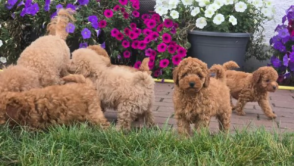 Cuccioli di barboncino nano con pedigree | Foto 0
