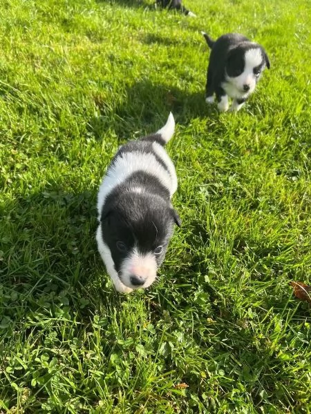 Bellissimi cuccioli di Border Collie