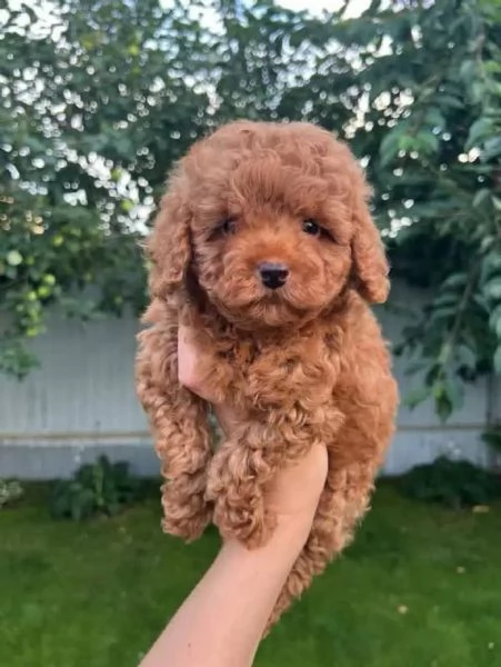 Cuccioli di barboncino toy carini cercano una mamma amorevole | Foto 0