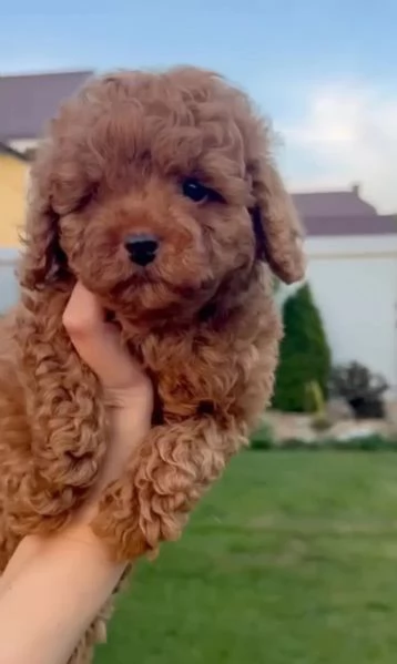 Cuccioli di barboncino toy carini cercano una mamma amorevole
