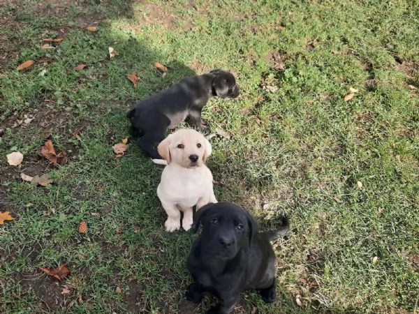Bellissimi e forti cuccioli di Labrador | Foto 2