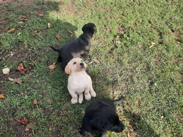 Bellissimi e forti cuccioli di Labrador | Foto 1