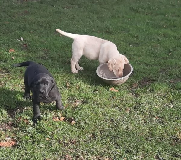 Bellissimi e forti cuccioli di Labrador