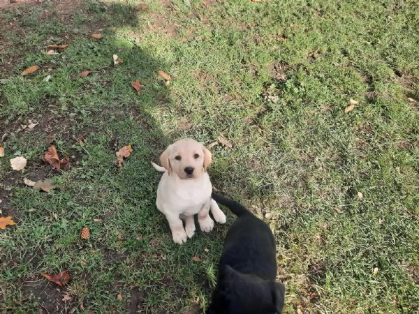 Bellissimi e forti cuccioli di Labrador | Foto 0
