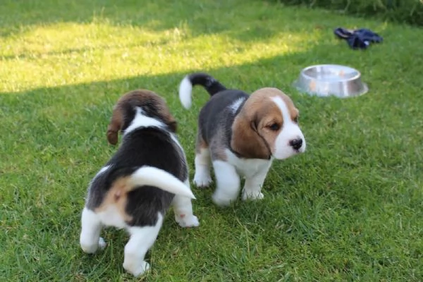 TRE CUCCIOLI DI BEAGLE CIOCCOLATO CON PEDIGREE | Foto 2