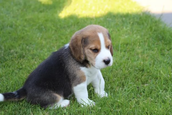 TRE CUCCIOLI DI BEAGLE CIOCCOLATO CON PEDIGREE | Foto 1