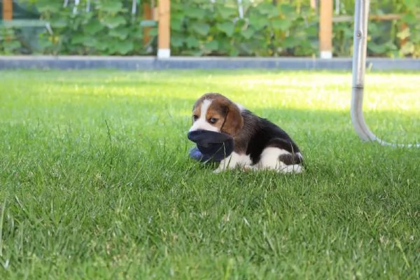 TRE CUCCIOLI DI BEAGLE CIOCCOLATO CON PEDIGREE | Foto 0