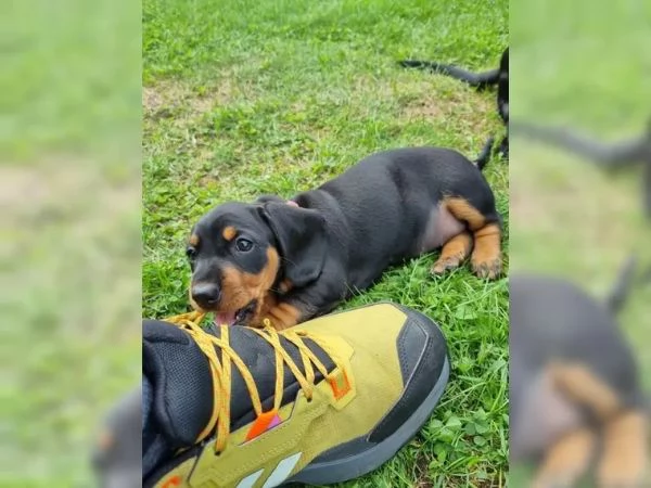Adorabili cuccioli di Bassotto ideali per bambini e famiglie | Foto 1