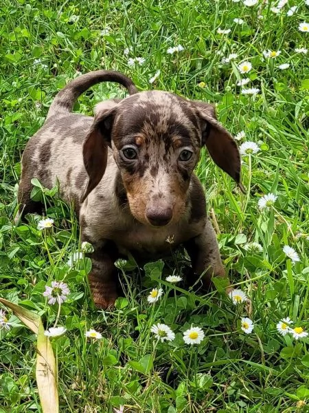 Bellissimi cuccioli di bassotto tedesco | Foto 0