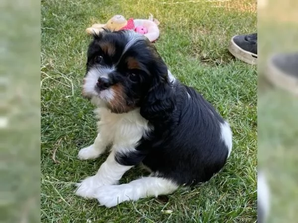 Disponibili cuccioli Cavalier King Charles | Foto 2
