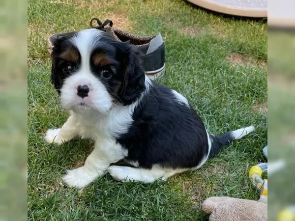 Disponibili cuccioli Cavalier King Charles | Foto 0