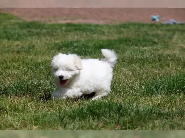 COTON de TULEAR stupendi cuccioli disponibili