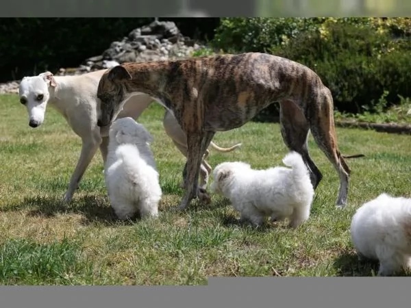 COTON de TULEAR stupendi cuccioli disponibili | Foto 1