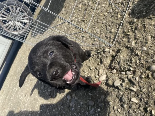 Cuccioli di Labrador cercano casa  | Foto 6