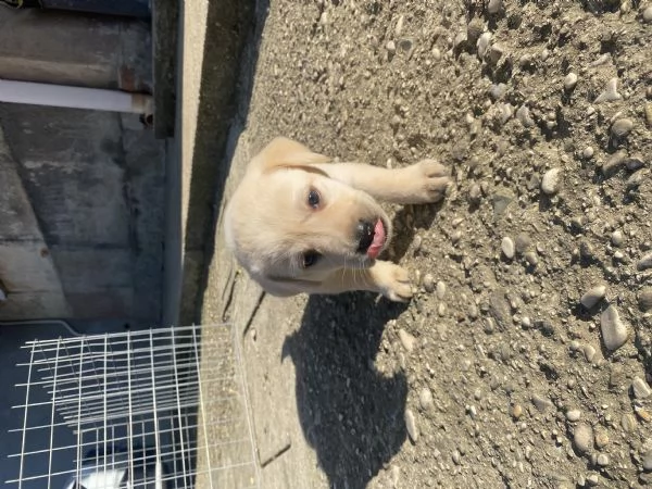 Cuccioli di Labrador cercano casa  | Foto 4