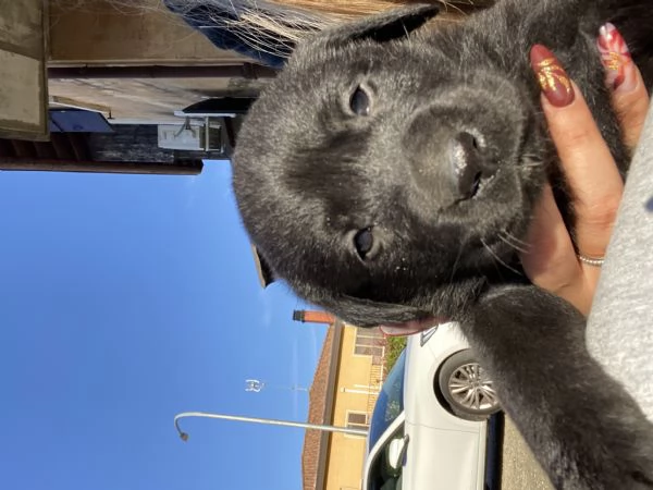 Cuccioli di Labrador cercano casa  | Foto 2