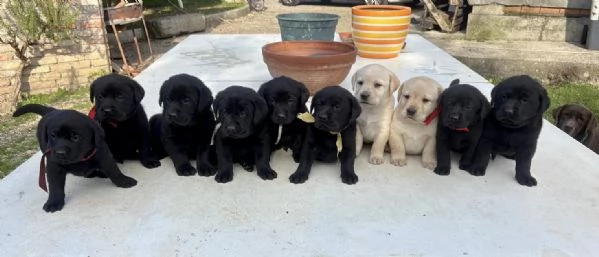 Cuccioli di Labrador cercano casa 