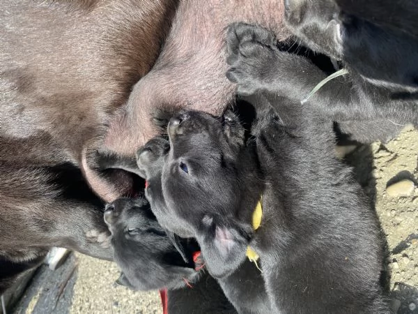 Cuccioli di Labrador cercano casa  | Foto 1