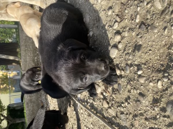 Cuccioli di Labrador cercano casa  | Foto 0