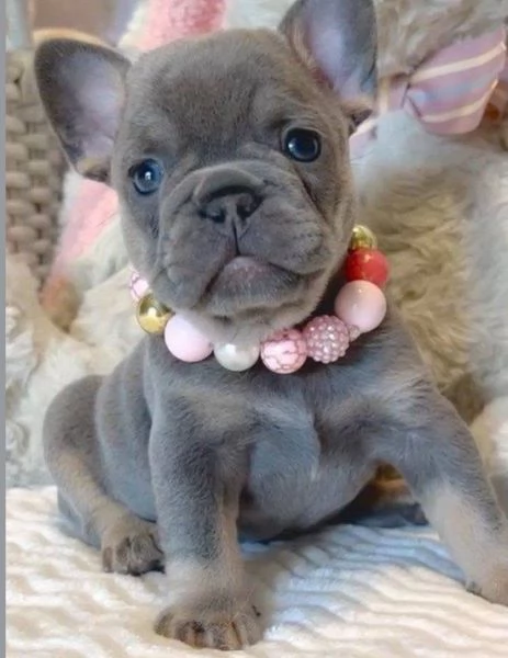 Regalo  bouledogue maschio e femmina per ladozione | Foto 0