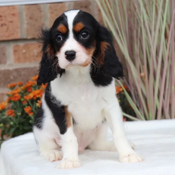 Regalo Cavalier King Charles maschio e femmina per ladozione