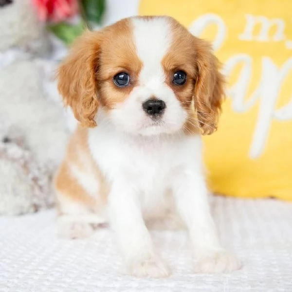 Regalo Cavalier King Charles maschio e femmina per ladozione | Foto 0