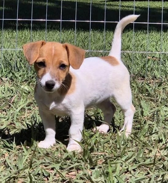 Regalo Jack Russell maschio e femmina per ladozione | Foto 0
