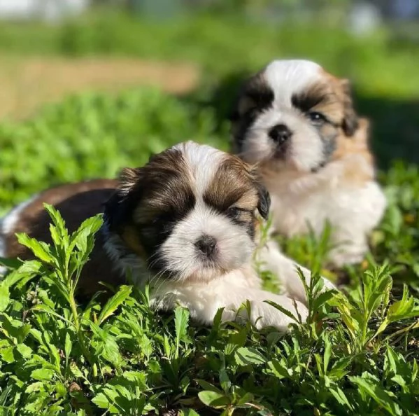 Regalo Shitzu maschio e femmina per ladozione | Foto 1