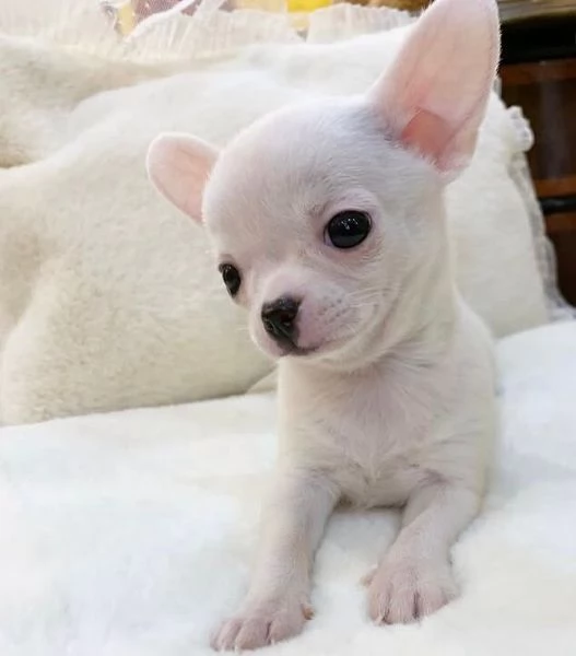 Regalo Chihuahua teacup Chihuahua maschio e femmina per ladozione