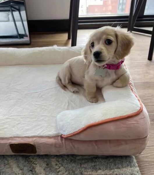 Regalo Bassotto nana maschio e femmina per ladozione