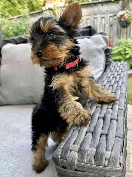 Yorkie  maschio e femmina per ladozione