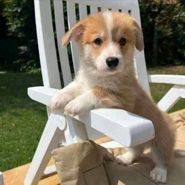 Regalo welsh corgi maschio e femmina per ladozione | Foto 1