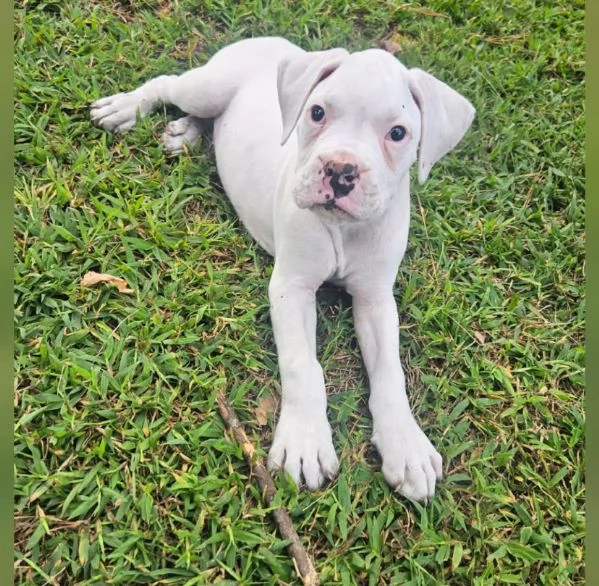 Boxers maschio e femmina per ladozione | Foto 0