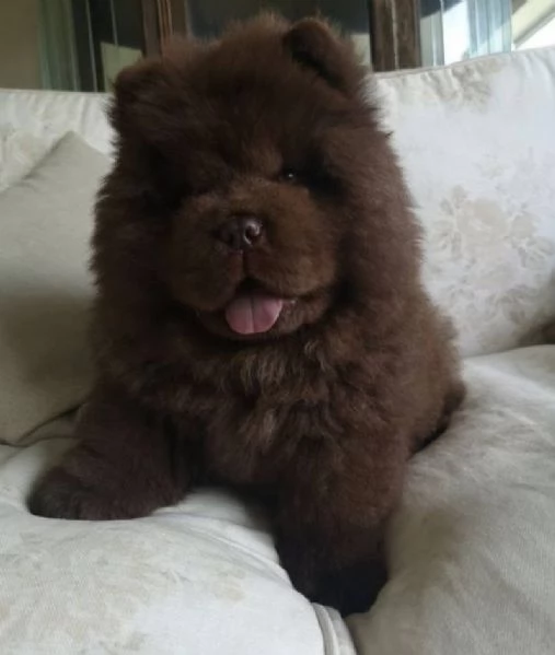 chow chow maschio e femmina per ladozione