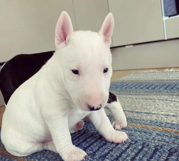 Bull terrier maschio e femmina per ladozione