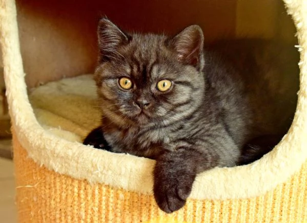 Scottish Fold | Foto 4