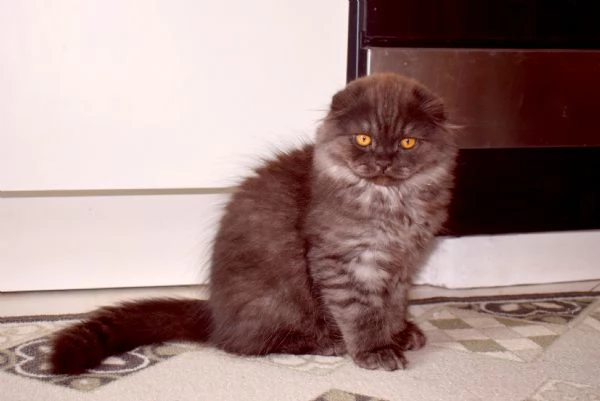 Scottish Fold | Foto 3