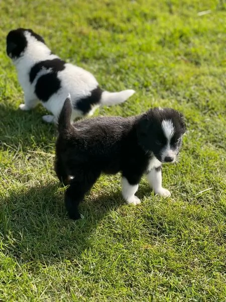Cuccioli di Border Collie  Cani da compagnia e da terapia | Foto 1